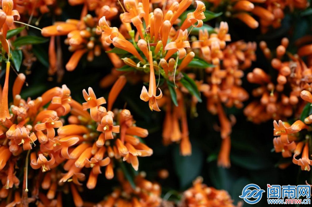 古城炮仗花开 点燃泉州春意（图）