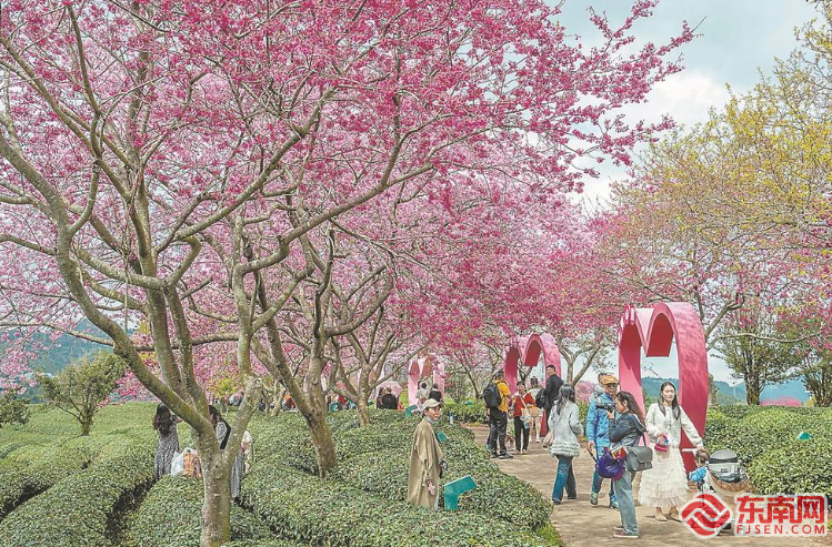 “鲜花经济”美丽开放