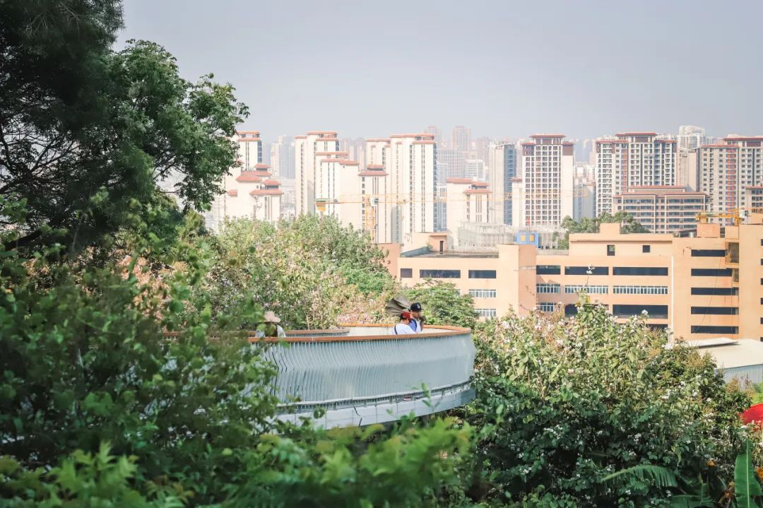 大坪山：当新绿与繁花撞个满怀