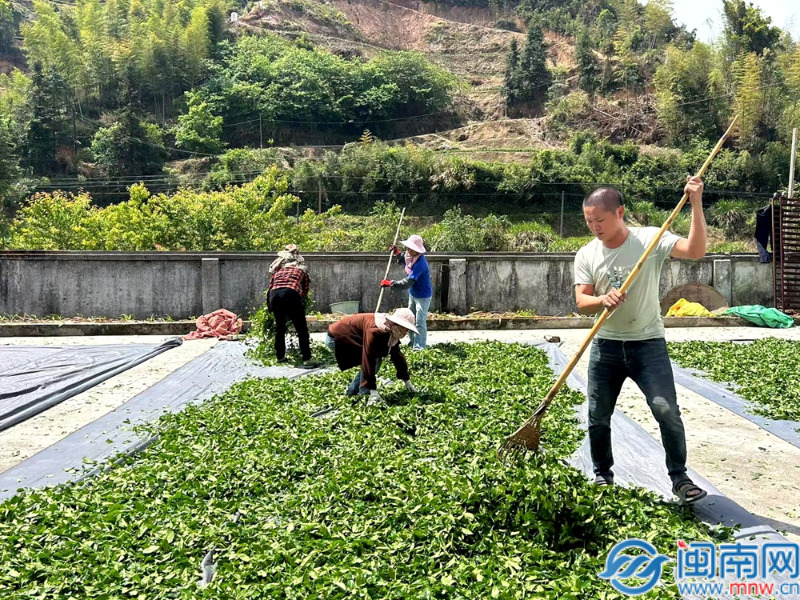华安高车乡：匠心制好茶 绿叶富村庄