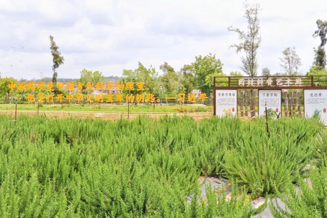洛江特征芳香中草药演示基地激活村庄复兴新动能
