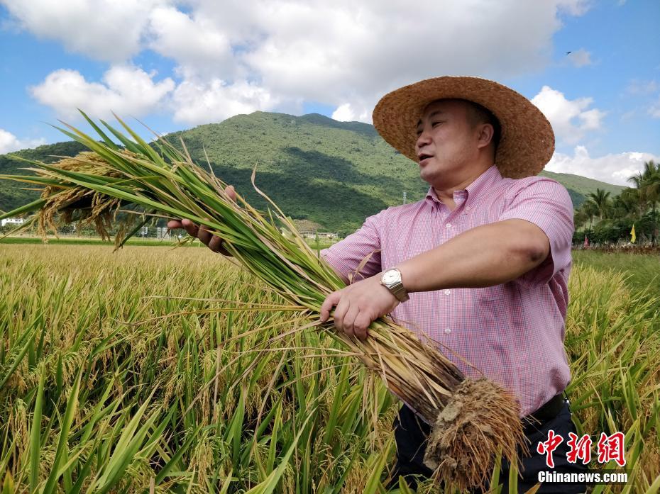 左手绩优右手盈利 基金司理看好系统性向上重估