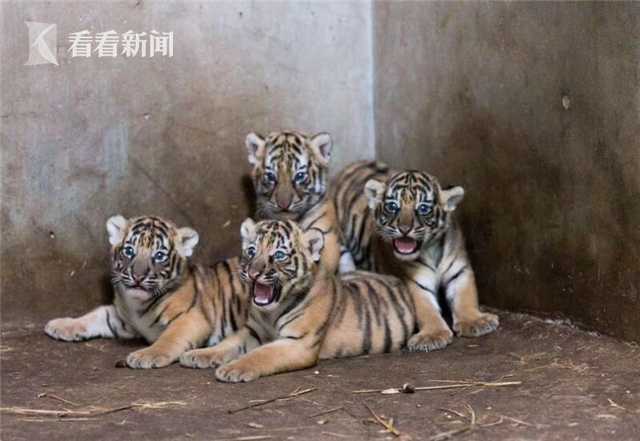 紫金矿业一季度归母净利打破百亿元 同比增加62%