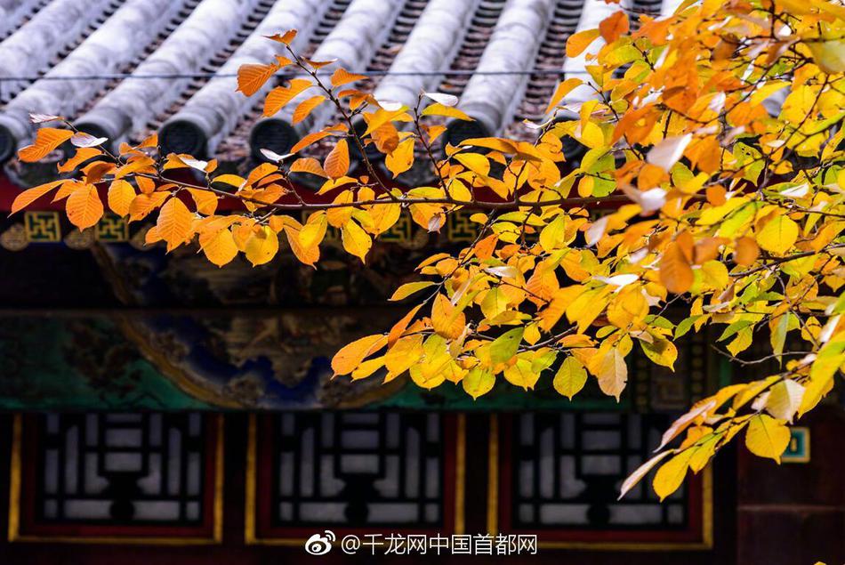【研报掘金】组织：猪价或偏弱运转 优势企业仍可盈余