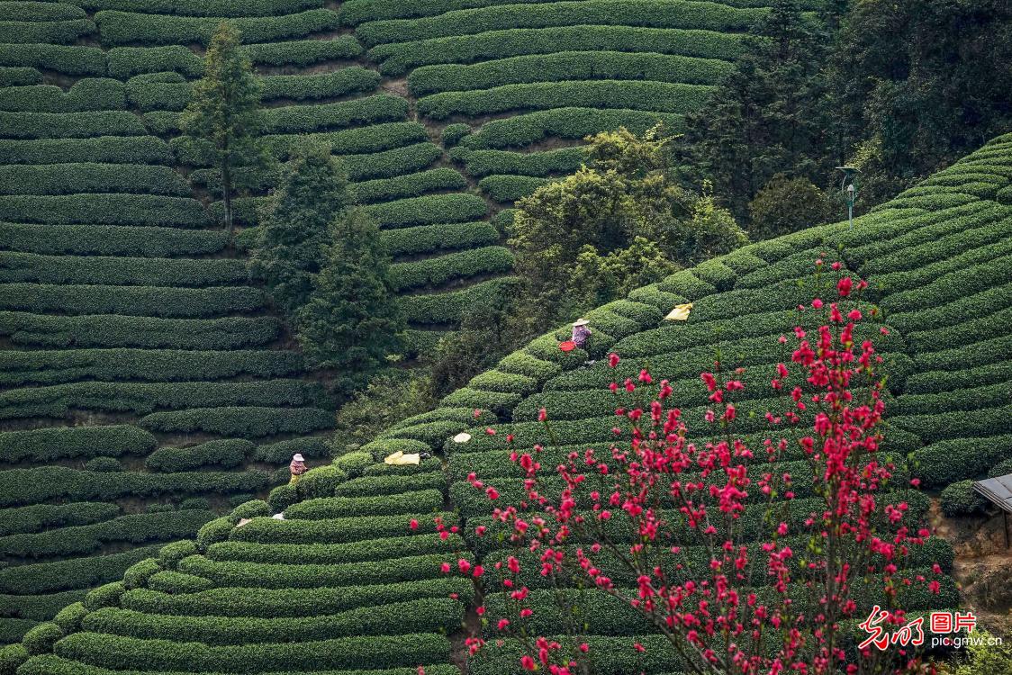 Tea harvest in S China's Guangxi