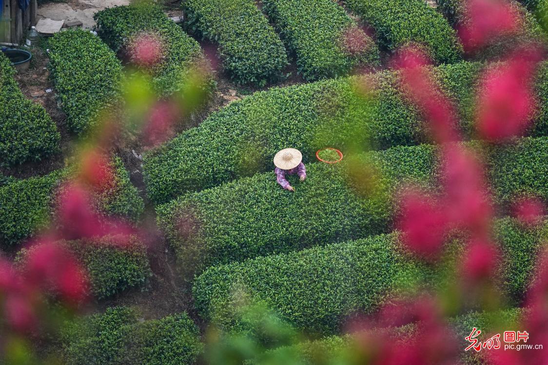 Tea harvest in S China's Guangxi