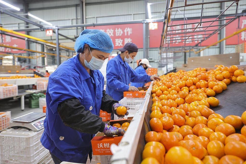 南宁：万亩沃柑连续老练进入采摘期