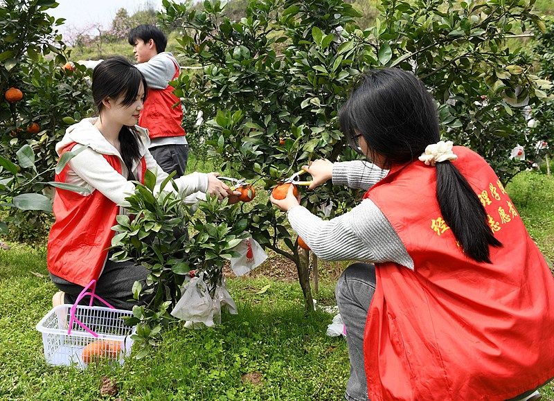 采摘锄草直播卖柑橘 重庆大学生田间助农