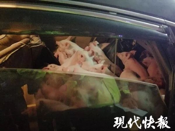 诚笃一口举行“为爱发明·满分养分”发布会
