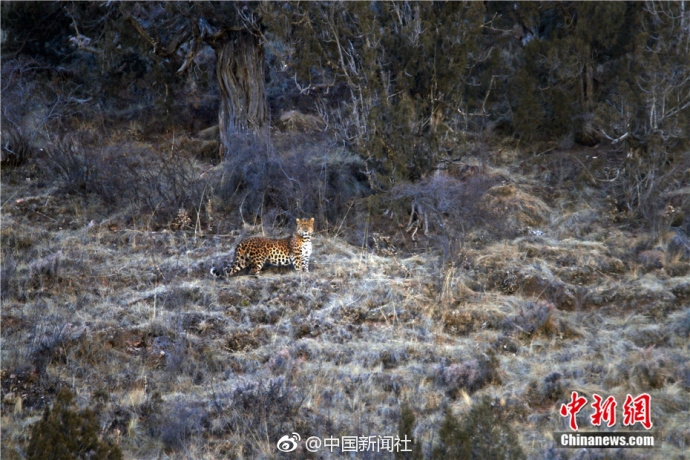 宇树、智元、小鹏都卡在这儿！亿元投入怎么回本？