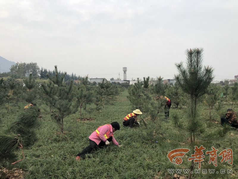 【抖音吃瓜】蠊虫是什么虫