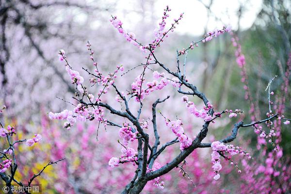 【黑料】月球种菜是什么梗