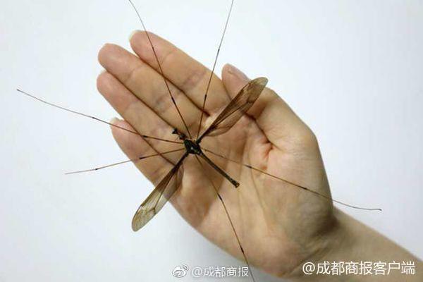 AI生成电影：解放双手时别捆住脑筋