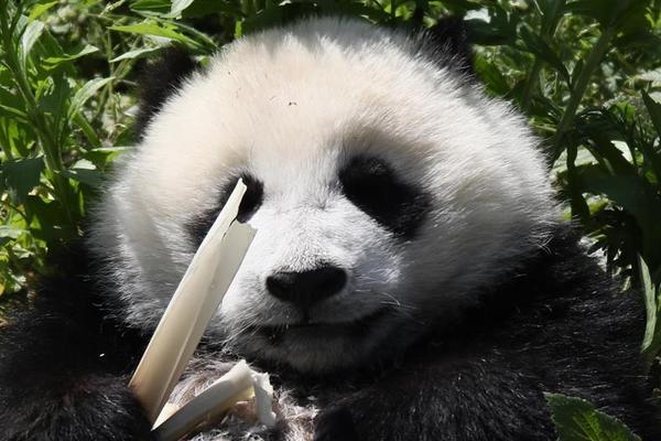 【17吃瓜网站免费入口在线观看完整】股民发问亚康股份：公司是否会参加北京具身智能“大脑”大模型的底层算力运维服务？