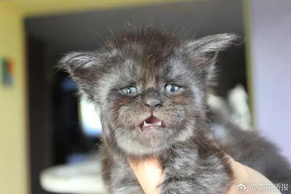 青木科技：公司仅为泡泡玛特天猫旗舰店提供电商代运营服务，该项目收入占比很低