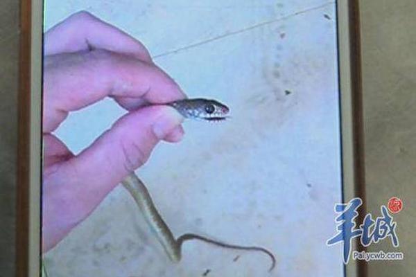 【我爱吃瓜官网免费吃瓜】黄晓明在线驳斥谣言输了十个亿：欢喜豆吗？