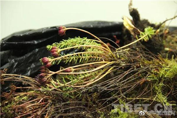 【黑料不打烊官网版下载】刘戈：内需将成拉动经济增加的安稳锚