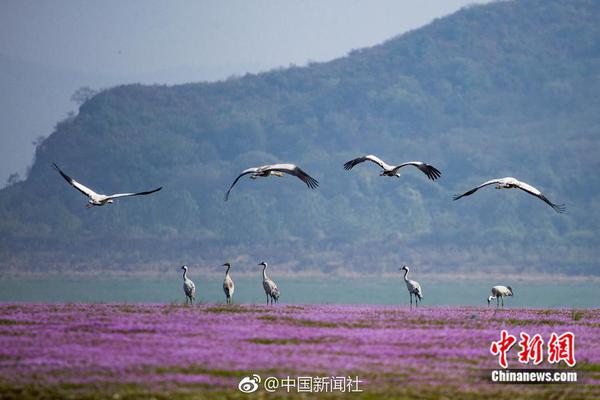 【吃瓜网站免费入口】劲风将至，外卖渠道为骑手供给超时免责、补助等多项保证