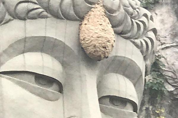 【最新吃瓜爆料免费下载安装手机版】2亿年前化石被澳一校园萧瑟23年 上有66个恐龙脚印