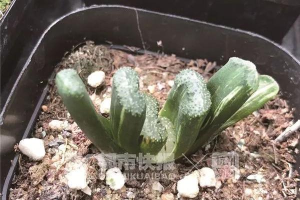 【51吃瓜网在线黑料爆料网站】38项办法让公证服务更便当！司法部布置展开“公证标准优质”举动