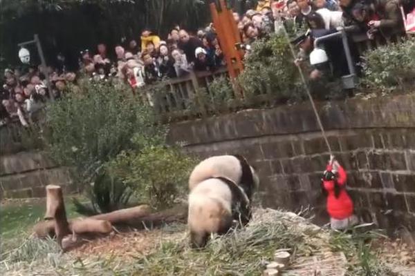 【51今日吃瓜每日更新】网红李子柒介绍