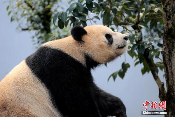 【91黑料正能量不迷路】股民发问弘景光电：公司在激光雷达方向是否有相关技术储备？