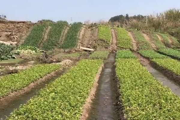 【独家爆料吃瓜视频在线观看网站】云南蘑菇是什么梗