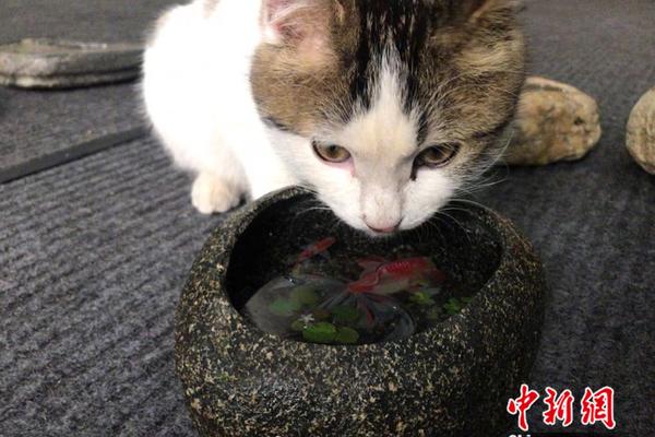 【黑料网今日黑料首页 反差】@广阔车主，轿车召回维权一站式攻略来了