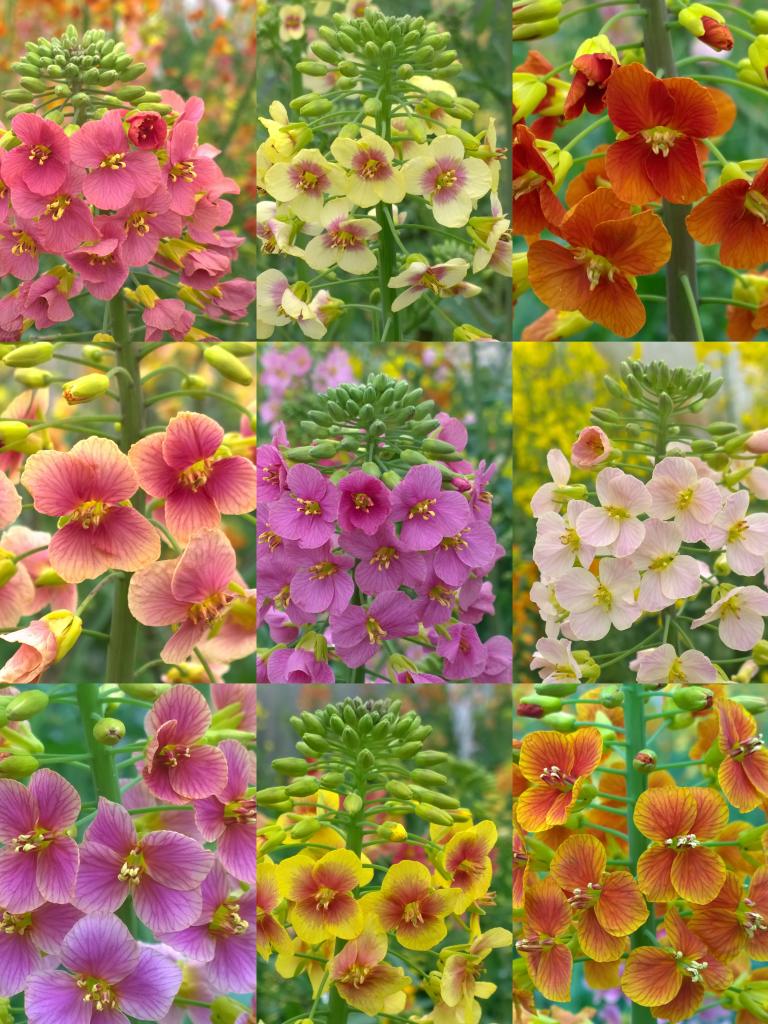 科学家让“金灿灿”的油菜花具有70多种色彩