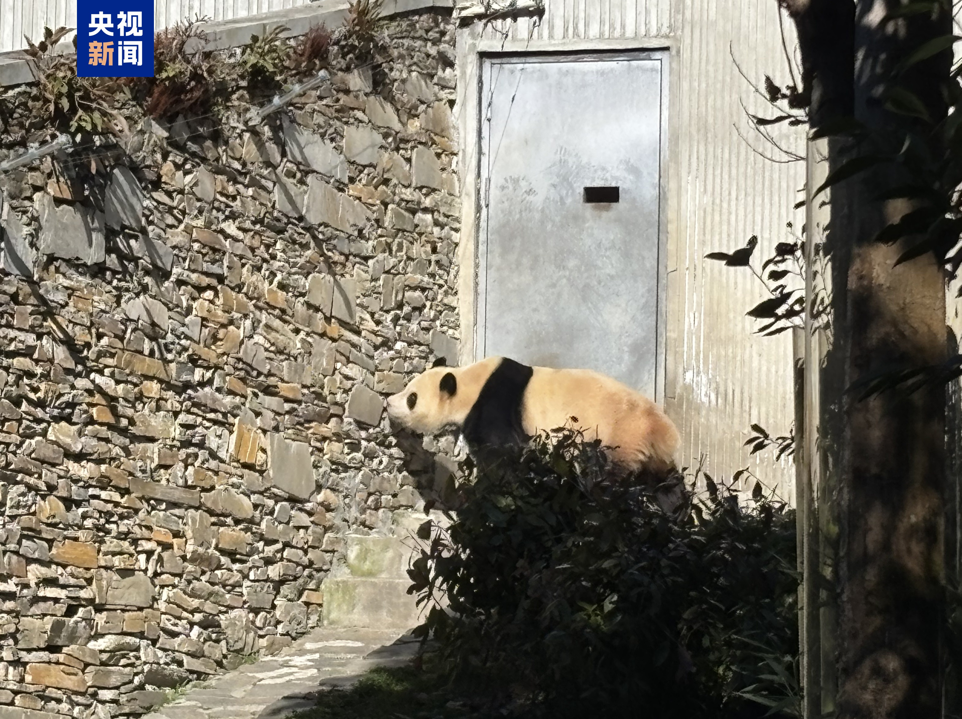 静养百天！大熊猫“福宝”今天与大众再度碰头