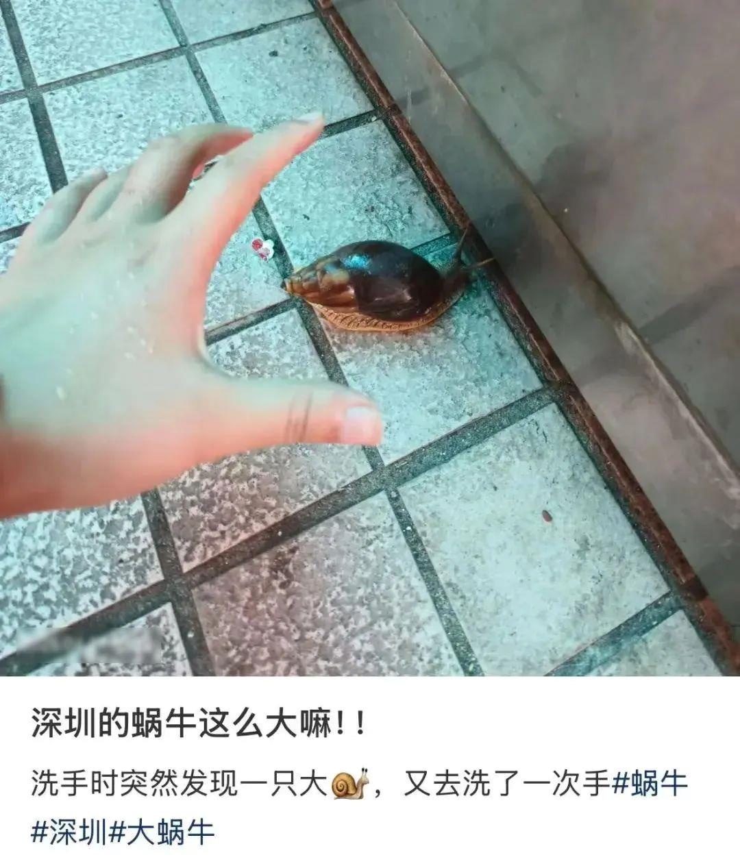 提示！雨后遇到这种大蜗牛千万别碰
