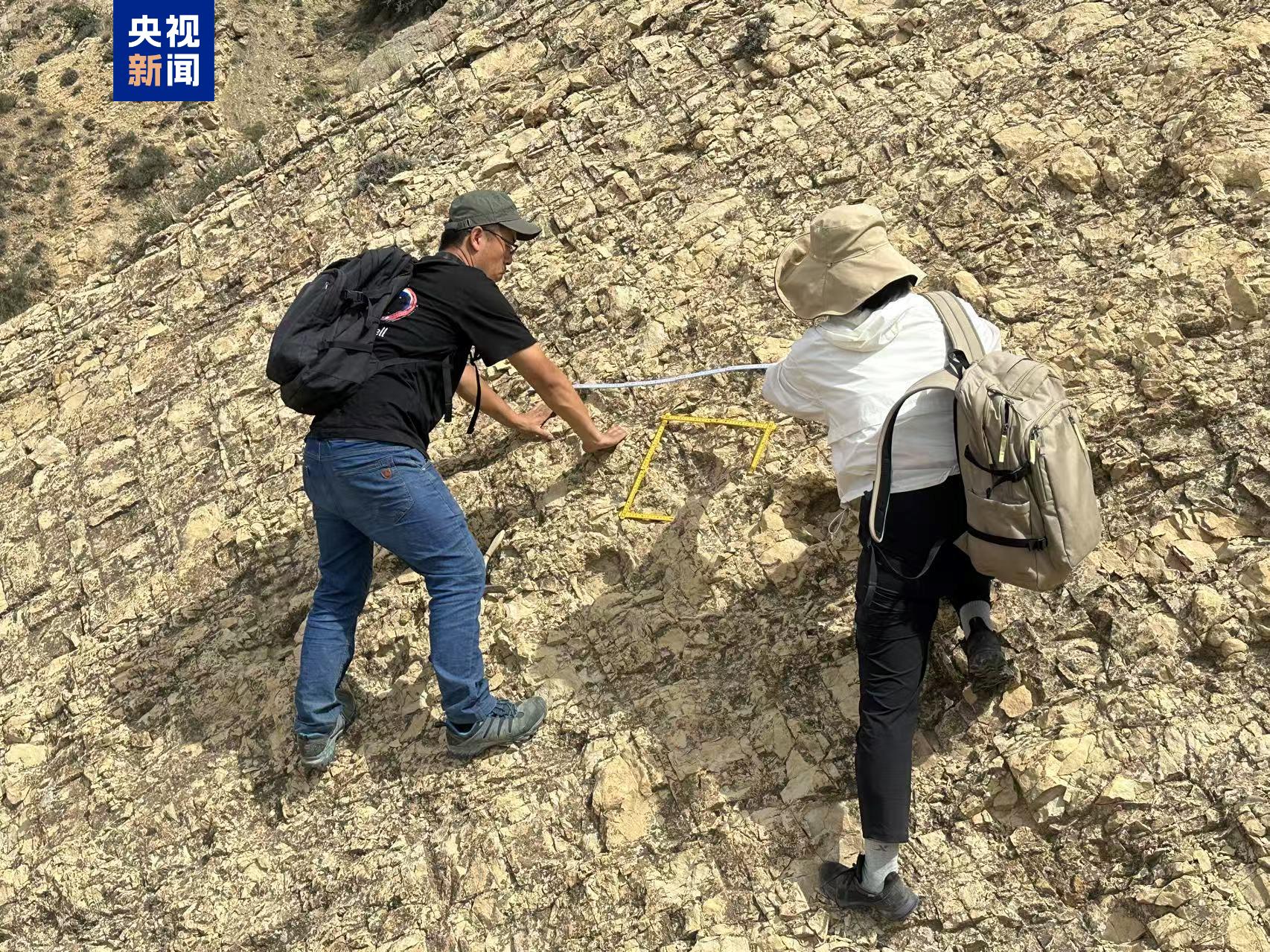 初次记载 宁夏中部发现蜥脚类恐龙大面积脚印群